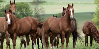 Comment rendre un cheval heureux