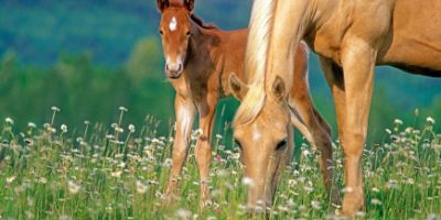 Les chevaux et les plantes