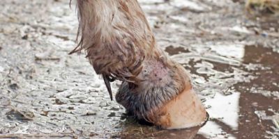 Comment garder les pieds et les sabots de son cheval sains malgré la boue en hiver