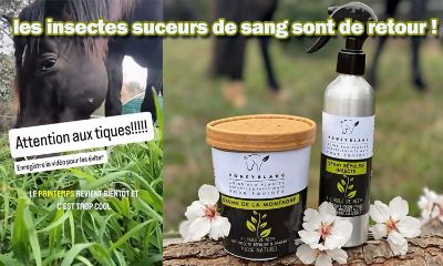  les insectes suceurs de sang 🦟 sont de retour !