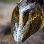 Image sur Le mastic à pied