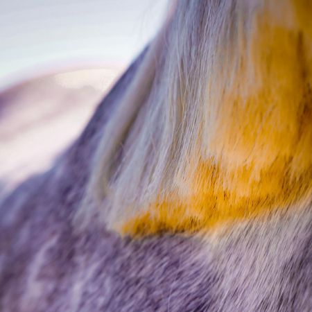 Image de la catégorie Crinière & Beauté