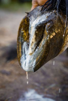 Comment reconnaitre et traiter la pourriture de la fourchette sur un cheval