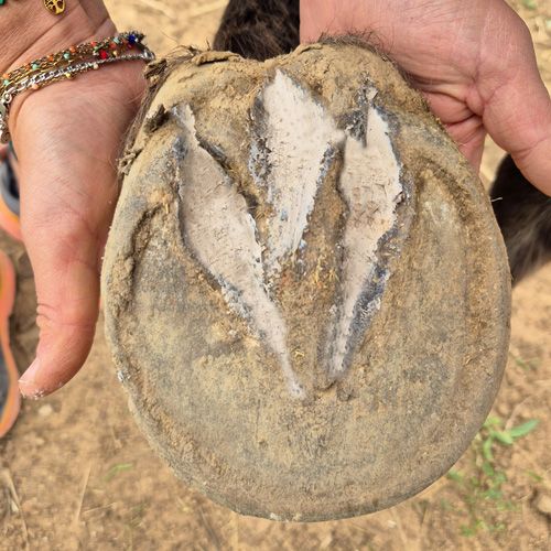 Pate a pied field paste pourriture de la fourchette