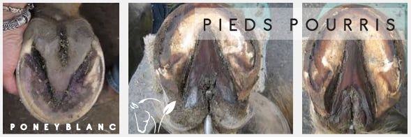 pourriture de la fourchette pieds pourris cheval